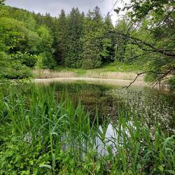 Wunderschöner Froschteich.