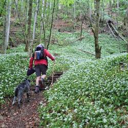 ...windet sich durch einen Bärlauch Teppich.