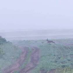 Rehe pirschen im Nebel