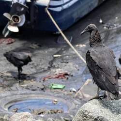 Unfortunately a part of the harbor is not clean, it attracts anyway scavenging birds.