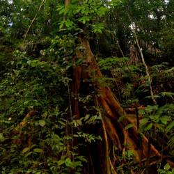 Exceptional tree in Soberania National Park.