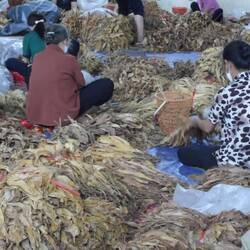 Tri de feuilles de tabac