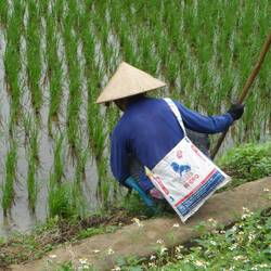 désherbage des talus de rizières
