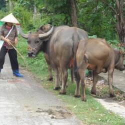 la gardienne de buffle