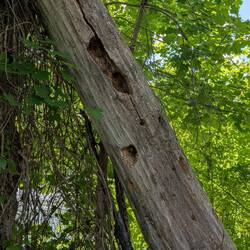 Signs of Woodpecker