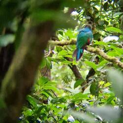 Quetzal