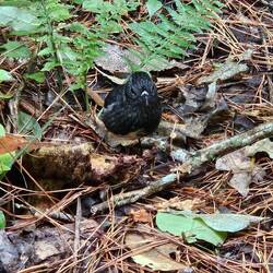 New Zealand Robin, another endemic.