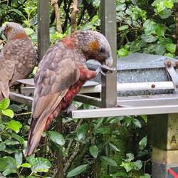 Kakas at a feeding station in Zealandia.