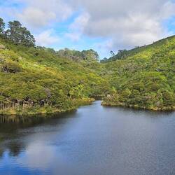 Looking out over the water behind one of the dams at Zealandia.