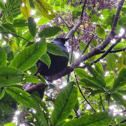 A Tui, an endemic New Zealand bird.