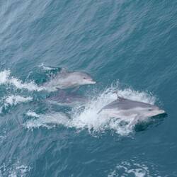 begleitet von einer...