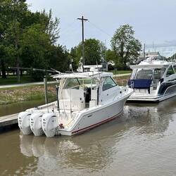 Three donkeys at Delaware City