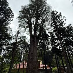 Derzeit höchster Baum