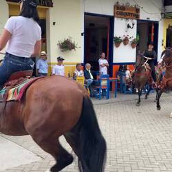 Le pas incroyable des chevaux...