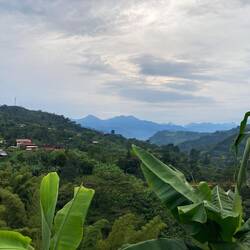 Végétation luxuriante 💚