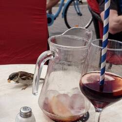 Die erste Sangria