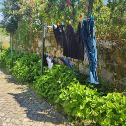 Hanging clothes by the roses.