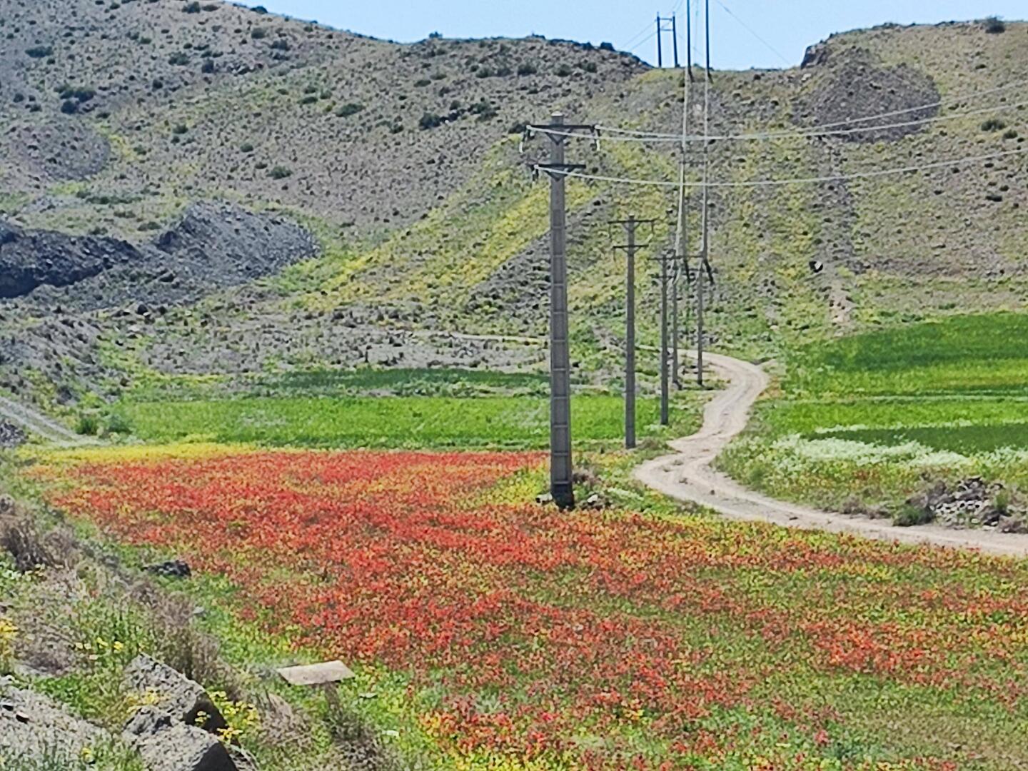 Blumenfeld am Wegrand ☺️