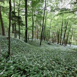 ...und solche Bärlauch Teppiche.