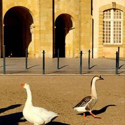 Die wissen nicht, wie gerne Franzosen Ente und Gans essen. Leichtsinnig!