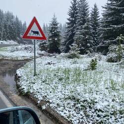I think that someone should do a Phd in how different countries represent farm animals on road signs