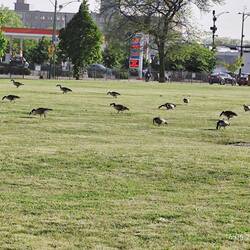 Mitten in Chicago Downtown auf der Wiese neben unserem Übernachtungsplatz