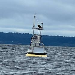 Bald Eagle sitting on top a weather buoy.