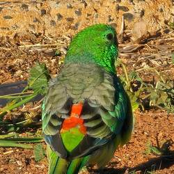 Local Red-rumped parrot