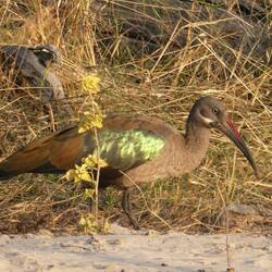 Hadada Ibis