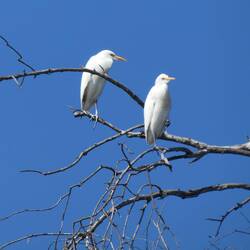 Great Egret
