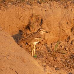 Water Thick-Knee