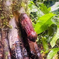 Interessante Bäume im Amazonas 😛