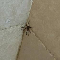 Valentin vergisst das Licht unserer Hütte auszumachen und am Abend haben wir Besuch in der Dusche 🕷️