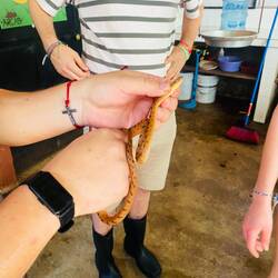 Beim Essen vorbereiten fällt hinter uns eine Schlange von der Decke 😟