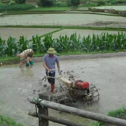 labourage avant repiquage