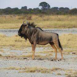Wildebeest (Gnu)