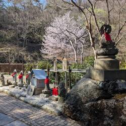 Des cerisiers 🌸 en fleurs encore ! Quelle chance 🍀