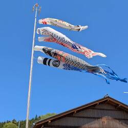 Les carpes koinobori de la fête des petits garçons kodomo no hi