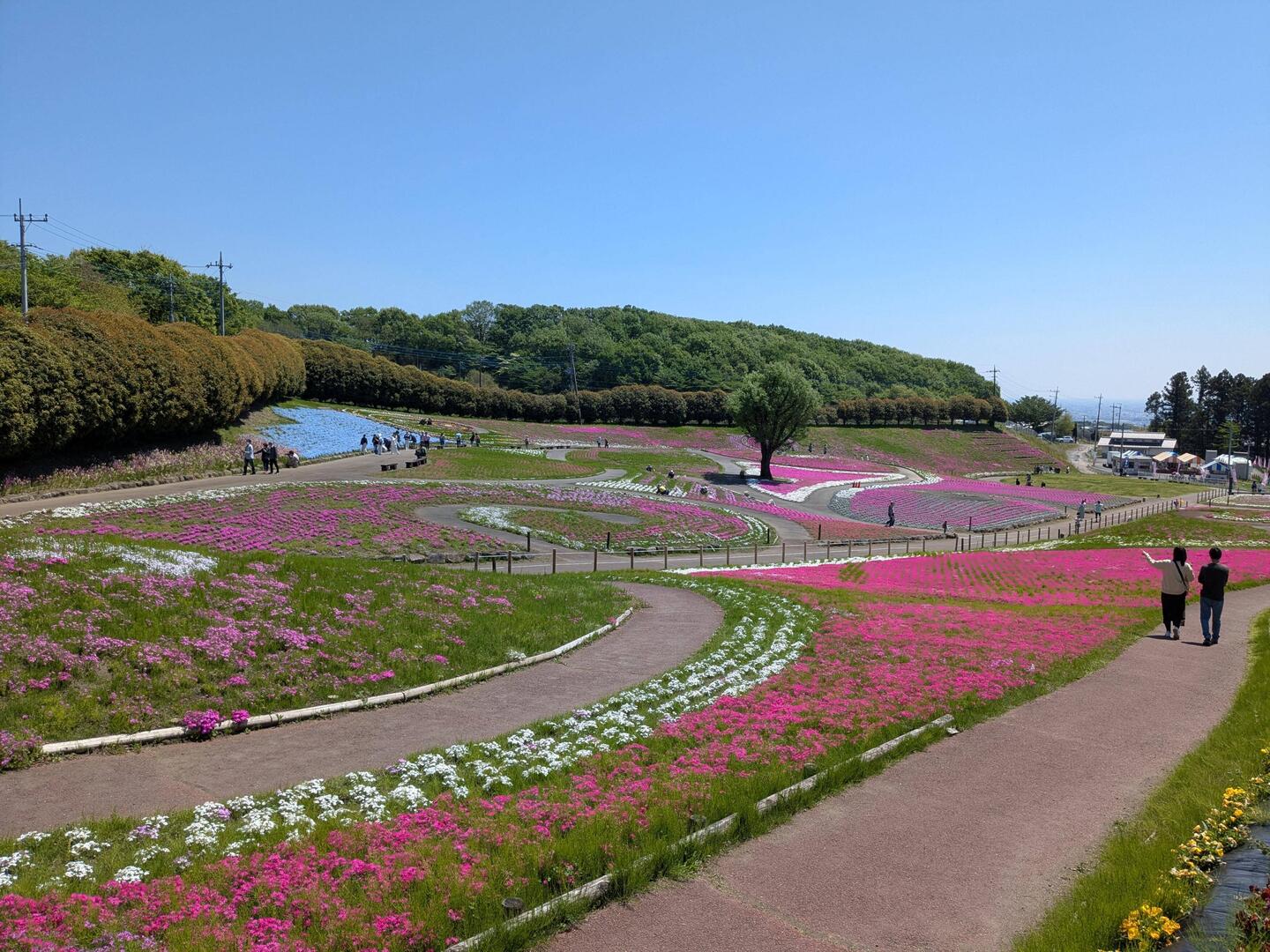Au misato phlox park