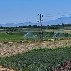 Hier werden, Zwiebeln, Rüeblis und anderes angepflanzt