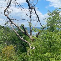 Erster Blick auf den Rhein