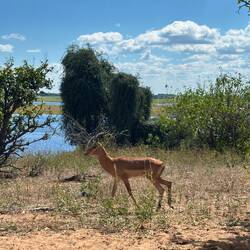 Männliches Impala