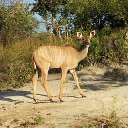 Weibliches Kudu