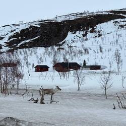 Renna e case Sami nella neve