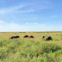 Wie wir es bei Grizmek immer gesehen haben: Riesige Herden an Gnus, Zebras, Antilopen. Atemberaubend