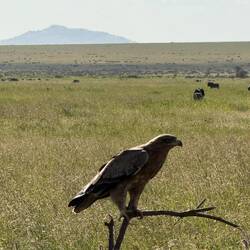 ...das wunderschöne Land und der mit Argusaugen wachende (Bundes)Adler...