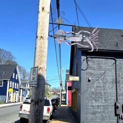 Squid attack