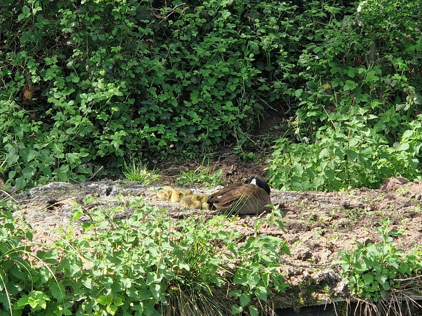We saw a brood of newly hatched goslings when leaving Cheddleton