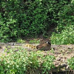 We saw a brood of newly hatched goslings when leaving Cheddleton