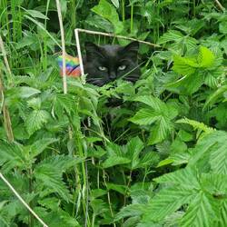 He wants to be free! Whiskers' outside time has been lead time while he readjusts to boat life.